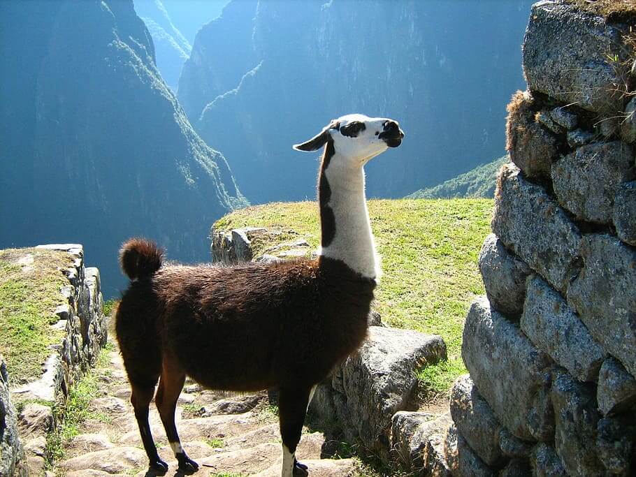 Machu Picchu Hike