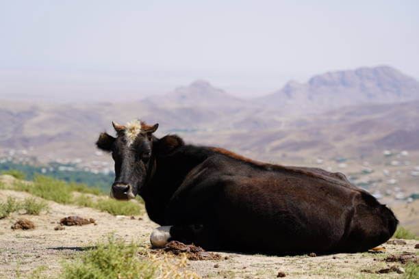 Places to Visit in Uzbekistan Nurata Kyzylkum Biosphere Reserve