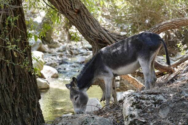 Places to Visit in Uzbekistan Nurata Kyzylkum Biosphere Reserve