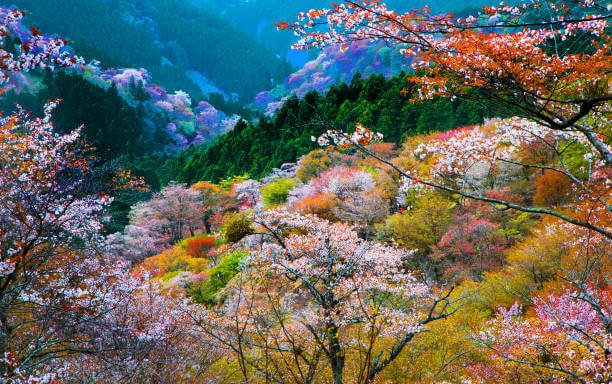 Places to Visit in Japan