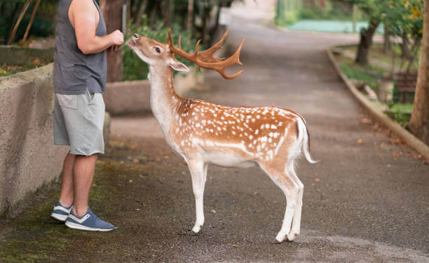 Places to Visit in Japan