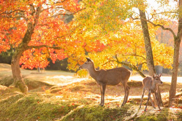 Places to Visit in Japan