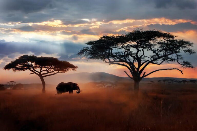 Africa: A Journey of Exploration